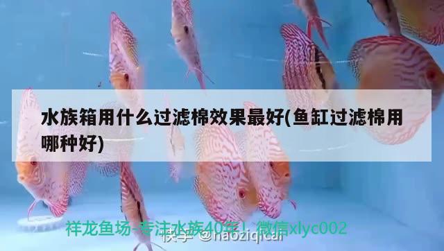 水族箱用什么過濾棉效果最好(魚缸過濾棉用哪種好) 魚缸/水族箱