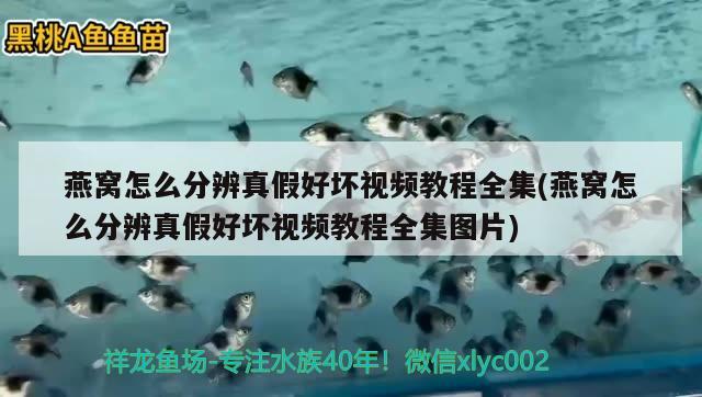 燕窩怎么分辨真假好壞視頻教程全集(燕窩怎么分辨真假好壞視頻教程全集圖片) 馬來(lái)西亞燕窩