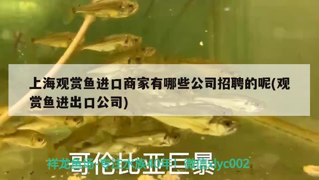 上海觀賞魚進口商家有哪些公司招聘的呢(觀賞魚進出口公司)