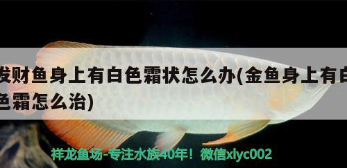 發(fā)財魚身上有白色霜狀怎么辦(金魚身上有白色霜怎么治) 虎魚魚苗