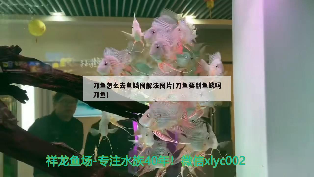 刀魚怎么去魚鱗圖解法圖片(刀魚要刮魚鱗嗎刀魚) 魚缸水質(zhì)穩(wěn)定劑