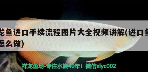 龍魚進口手續(xù)流程圖片大全視頻講解(進口魚怎么做) 觀賞魚進出口