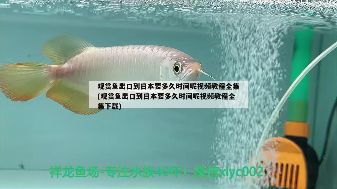 觀賞魚出口到日本要多久時間呢視頻教程全集(觀賞魚出口到日本要多久時間呢視頻教程全集下載) 觀賞魚進(jìn)出口