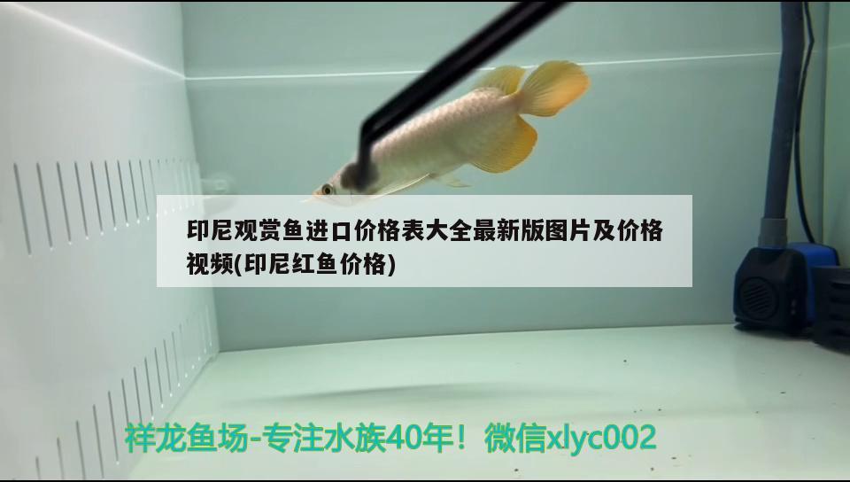 印尼觀賞魚進口價格表大全最新版圖片及價格視頻(印尼紅魚價格) 觀賞魚進出口