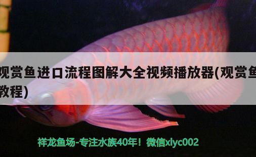 觀賞魚進(jìn)口流程圖解大全視頻播放器(觀賞魚教程) 觀賞魚進(jìn)出口