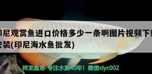 印尼觀賞魚進(jìn)口價格多少一條啊圖片視頻下載安裝(印尼海水魚批發(fā)) 觀賞魚進(jìn)出口