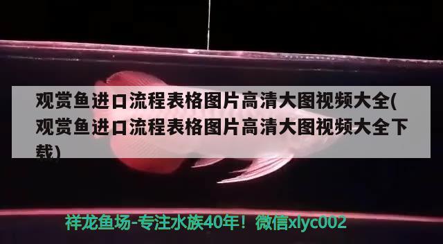 觀賞魚進(jìn)口流程表格圖片高清大圖視頻大全(觀賞魚進(jìn)口流程表格圖片高清大圖視頻大全下載)