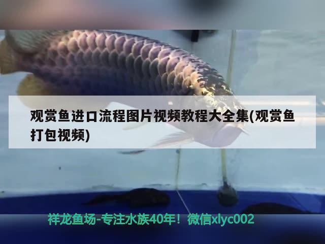 觀賞魚(yú)進(jìn)口流程圖片視頻教程大全集(觀賞魚(yú)打包視頻) 觀賞魚(yú)進(jìn)出口