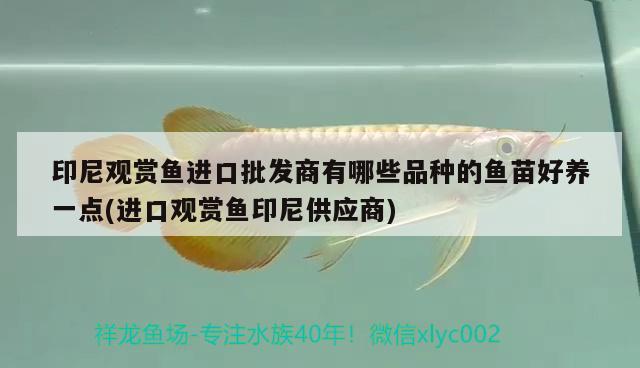 印尼觀賞魚進(jìn)口批發(fā)商有哪些品種的魚苗好養(yǎng)一點(diǎn)(進(jìn)口觀賞魚印尼供應(yīng)商) 觀賞魚進(jìn)出口