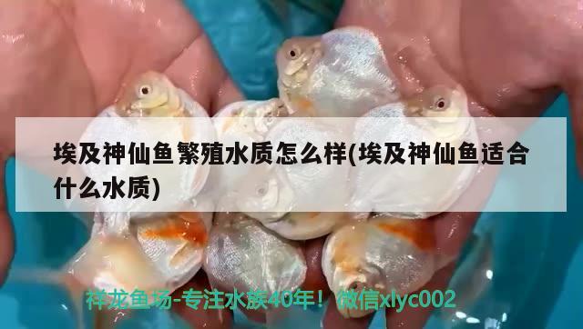 埃及神仙魚繁殖水質怎么樣(埃及神仙魚適合什么水質) 埃及神仙魚