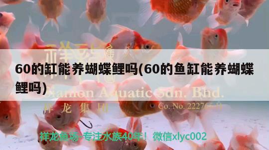 60的缸能養(yǎng)蝴蝶鯉嗎(60的魚缸能養(yǎng)蝴蝶鯉嗎)