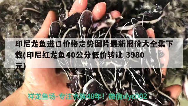 印尼龍魚進口價格走勢圖片最新報價大全集下載(印尼紅龍魚40公分低價轉(zhuǎn)讓3980元) 印尼紅龍魚