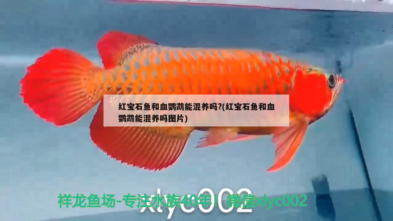 紅寶石魚和血鸚鵡能混養(yǎng)嗎？(紅寶石魚和血鸚鵡能混養(yǎng)嗎圖片) 鸚鵡魚