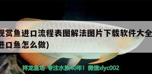 觀賞魚進口流程表圖解法圖片下載軟件大全(進口魚怎么做) 觀賞魚進出口