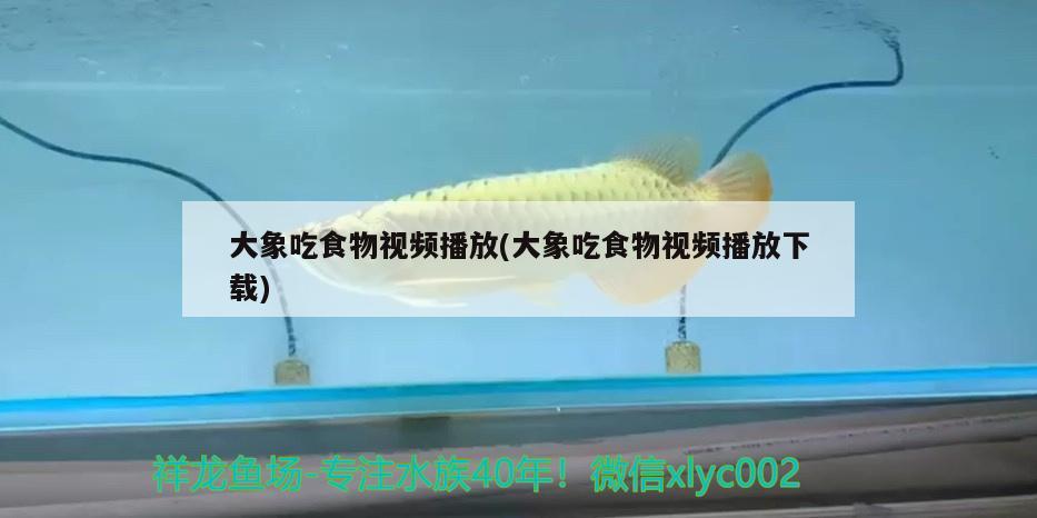 大象吃食物視頻播放(大象吃食物視頻播放下載) 飛鳳魚