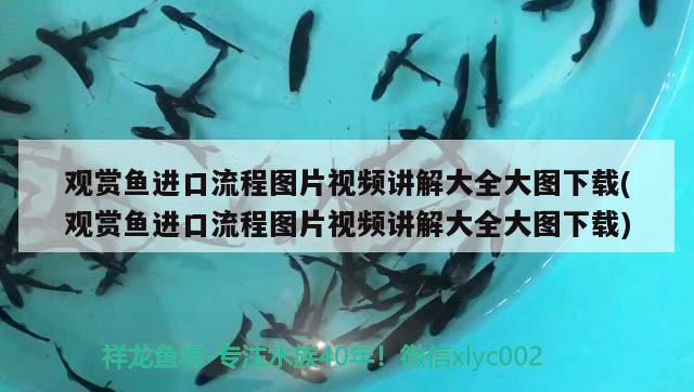 觀賞魚(yú)進(jìn)口流程圖片視頻講解大全大圖下載(觀賞魚(yú)進(jìn)口流程圖片視頻講解大全大圖下載) 觀賞魚(yú)進(jìn)出口