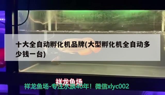 十大全自動孵化機品牌(大型孵化機全自動多少錢一臺) 綠皮皇冠豹魚