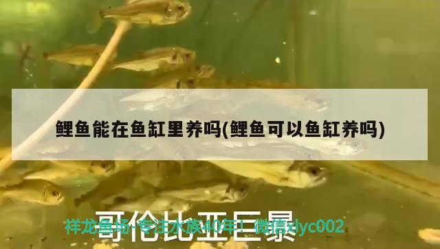 鯉魚(yú)能在魚(yú)缸里養(yǎng)嗎(鯉魚(yú)可以魚(yú)缸養(yǎng)嗎) 虎紋銀版魚(yú)