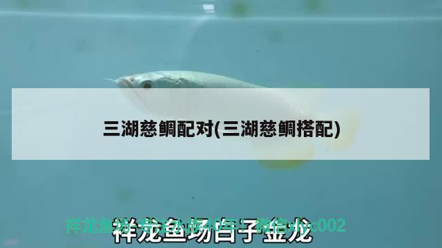 三湖慈鯛配對(三湖慈鯛搭配) 帝王血鉆魚