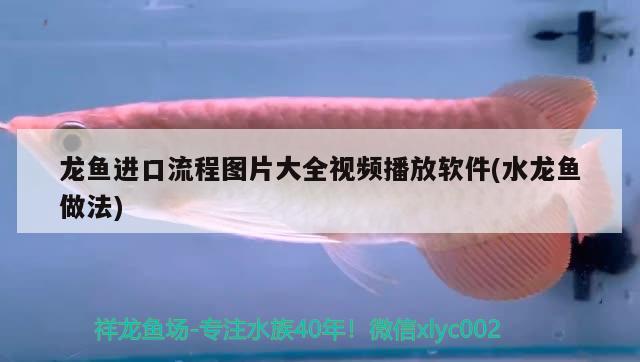 龍魚(yú)進(jìn)口流程圖片大全視頻播放軟件(水龍魚(yú)做法) 觀賞魚(yú)進(jìn)出口