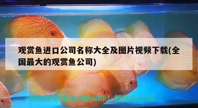 觀賞魚進口公司名稱大全及圖片視頻下載(全國最大的觀賞魚公司) 觀賞魚進出口