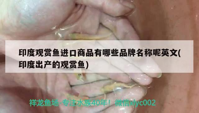 印度觀賞魚進(jìn)口商品有哪些品牌名稱呢英文(印度出產(chǎn)的觀賞魚) 觀賞魚進(jìn)出口