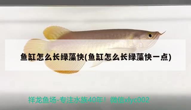 魚缸怎么長綠藻快(魚缸怎么長綠藻快一點) 蘇虎 第1張