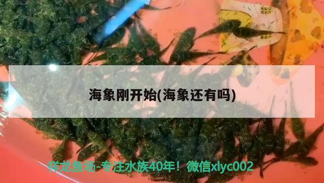 海象剛開始(海象還有嗎) 熱帶魚魚苗批發(fā)