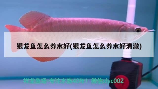 銀龍魚怎么養(yǎng)水好(銀龍魚怎么養(yǎng)水好清澈) 銀龍魚百科