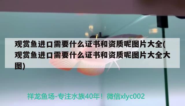 觀賞魚進(jìn)口需要什么證書和資質(zhì)呢圖片大全(觀賞魚進(jìn)口需要什么證書和資質(zhì)呢圖片大全大圖) 觀賞魚進(jìn)出口