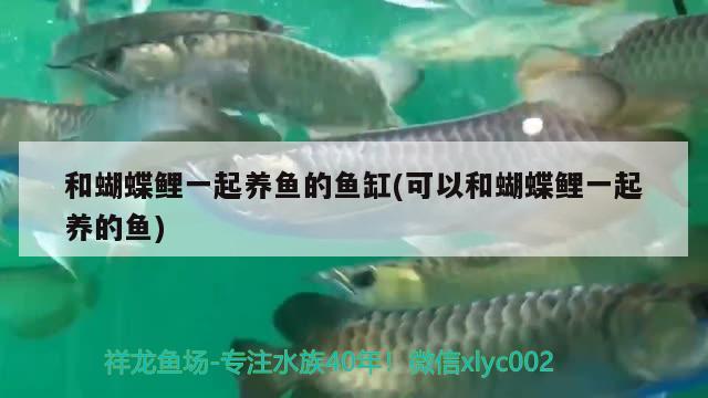 和蝴蝶鯉一起養(yǎng)魚(yú)的魚(yú)缸(可以和蝴蝶鯉一起養(yǎng)的魚(yú)) 蝴蝶鯉