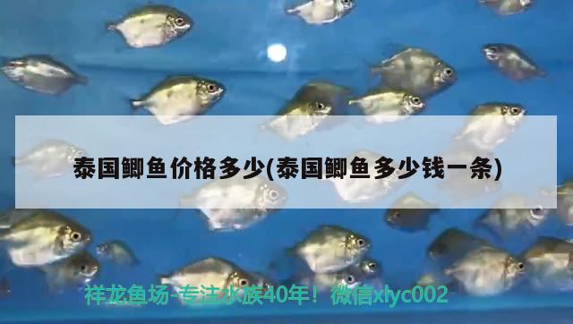 泰國(guó)鯽魚價(jià)格多少(泰國(guó)鯽魚多少錢一條) 委內(nèi)瑞拉奧里諾三間魚苗