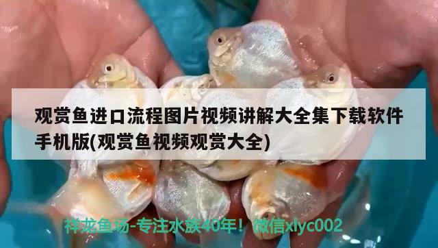 觀賞魚進口流程圖片視頻講解大全集下載軟件手機版(觀賞魚視頻觀賞大全) 觀賞魚進出口