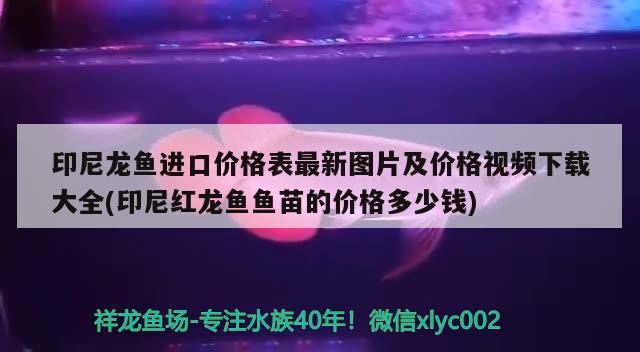 印尼龍魚進口價格表最新圖片及價格視頻下載大全(印尼紅龍魚魚苗的價格多少錢)