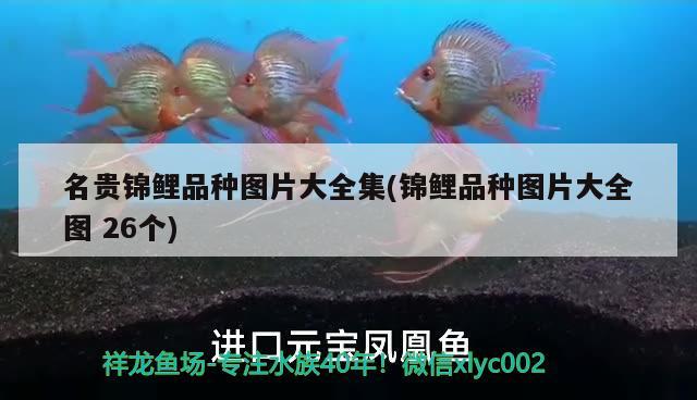 名貴錦鯉品種圖片大全集(錦鯉品種圖片大全圖26個) 白寫錦鯉魚