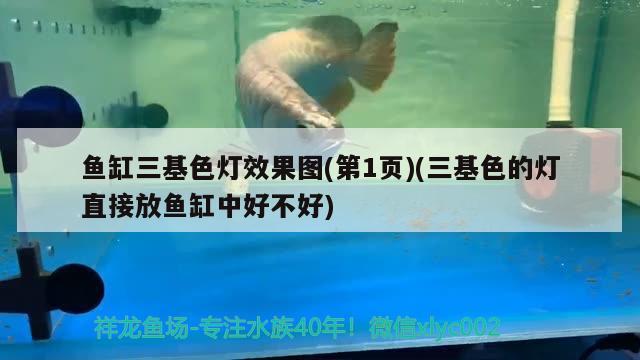 魚缸三基色燈效果圖(第1頁)(三基色的燈直接放魚缸中好不好) 虎紋銀版魚