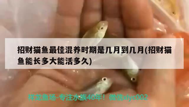 招財(cái)貓魚最佳混養(yǎng)時(shí)期是幾月到幾月(招財(cái)貓魚能長多大能活多久) 和尚魚