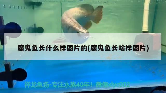 魔鬼魚長什么樣圖片的(魔鬼魚長啥樣圖片) B級過背金龍魚