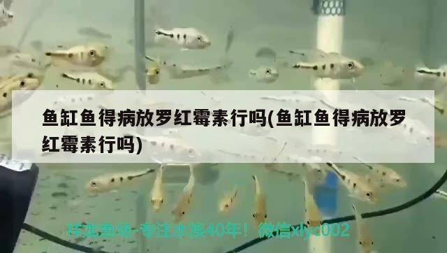 魚缸魚得病放羅紅霉素行嗎(魚缸魚得病放羅紅霉素行嗎) 眼斑魚