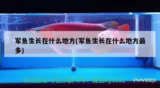 軍魚生長在什么地方(軍魚生長在什么地方最多) 觀賞魚疾病