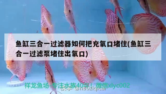 魚缸三合一過濾器如何把充氧口堵住(魚缸三合一過濾泵堵住出氧口)