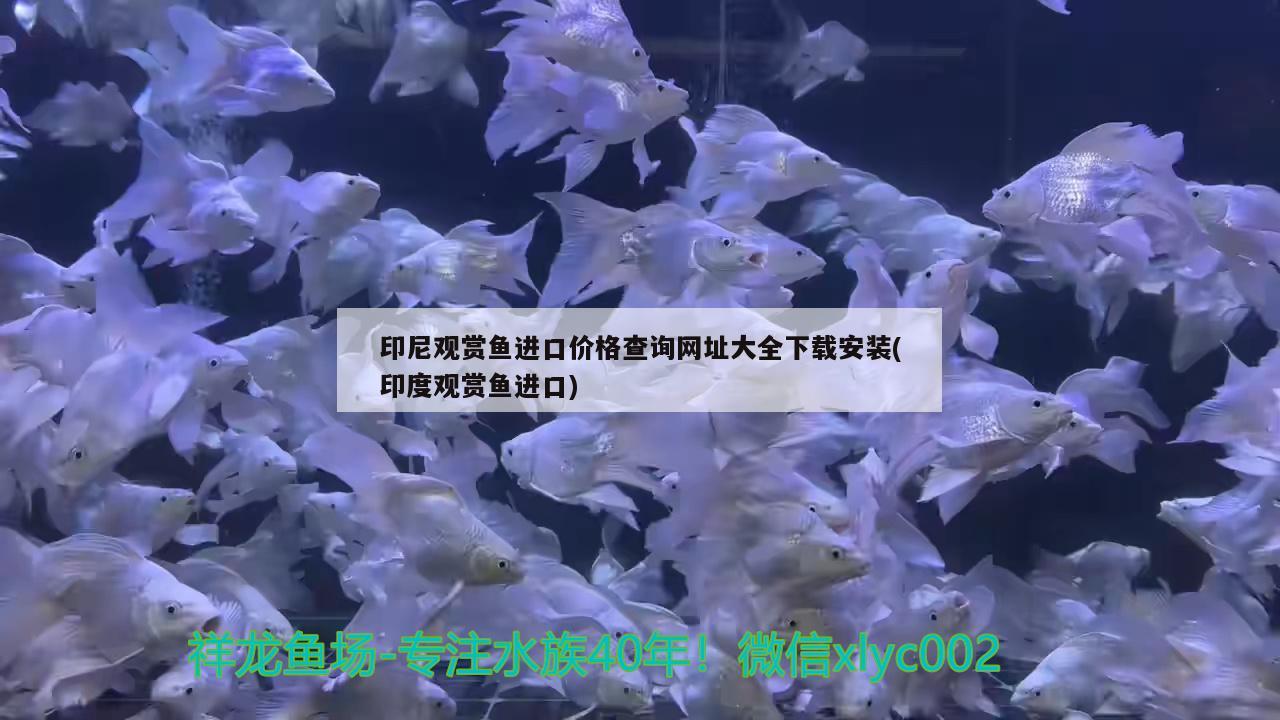 印尼觀賞魚進口價格查詢網(wǎng)址大全下載安裝(印度觀賞魚進口)