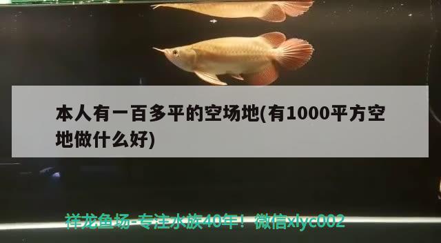 本人有一百多平的空場地(有1000平方空地做什么好) 觀賞魚市場（混養(yǎng)魚）