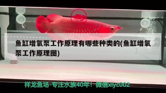 魚缸增氧泵工作原理有哪些種類的(魚缸增氧泵工作原理圖) 錦鯉池魚池建設(shè)