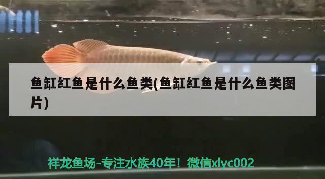 魚缸紅魚是什么魚類(魚缸紅魚是什么魚類圖片) 哥倫比亞巨暴魚苗