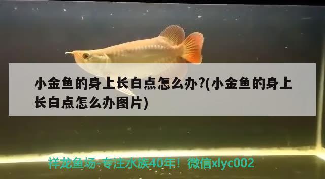 小金魚的身上長白點怎么辦？(小金魚的身上長白點怎么辦圖片) 黑桃A魚苗