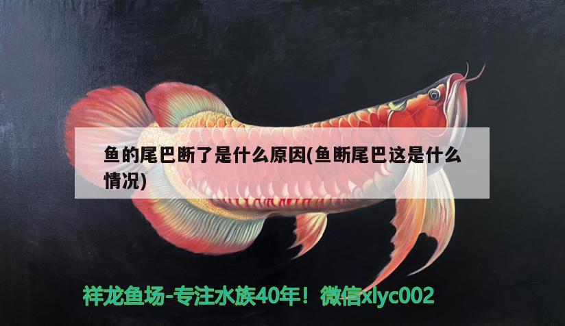 魚的尾巴斷了是什么原因(魚斷尾巴這是什么情況) 水溫計