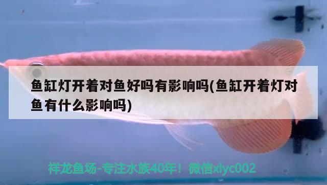 魚缸燈開著對魚好嗎有影響嗎(魚缸開著燈對魚有什么影響嗎) 白子關刀魚苗