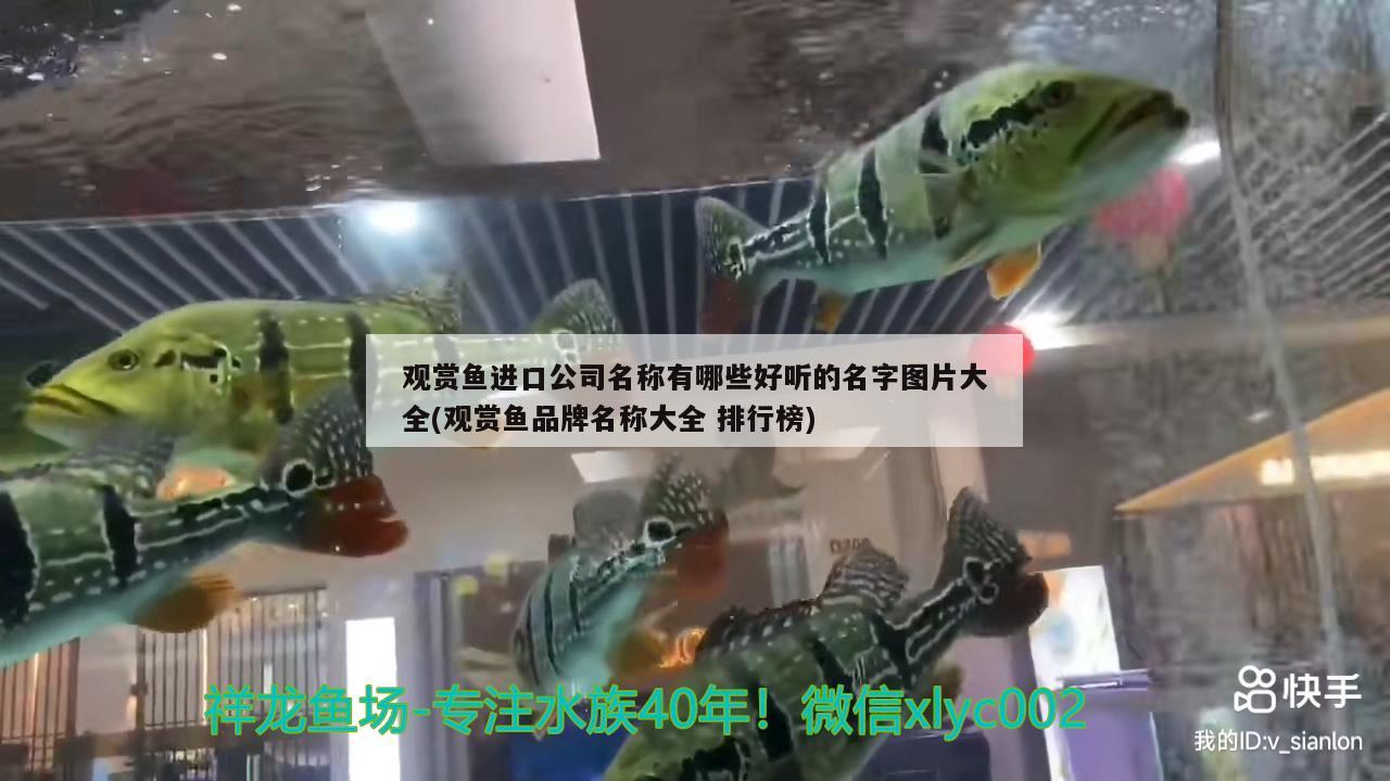 觀賞魚進(jìn)口公司名稱有哪些好聽的名字圖片大全(觀賞魚品牌名稱大全排行榜) 觀賞魚進(jìn)出口