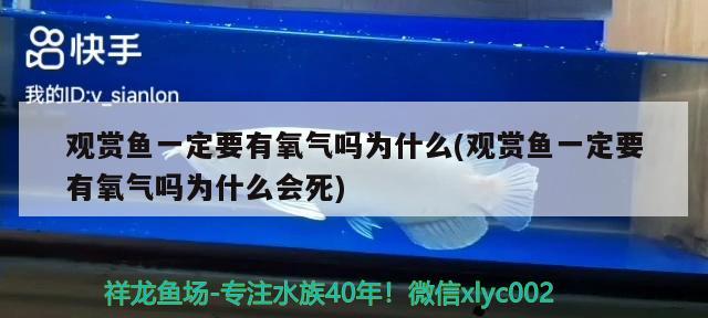 觀賞魚一定要有氧氣嗎為什么(觀賞魚一定要有氧氣嗎為什么會死) 元寶鳳凰魚